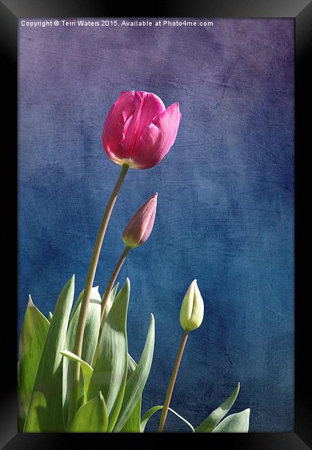  Tulips Framed Print by Terri Waters