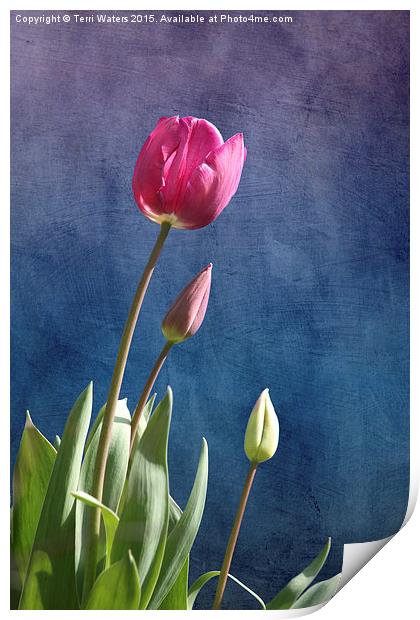  Tulips Print by Terri Waters