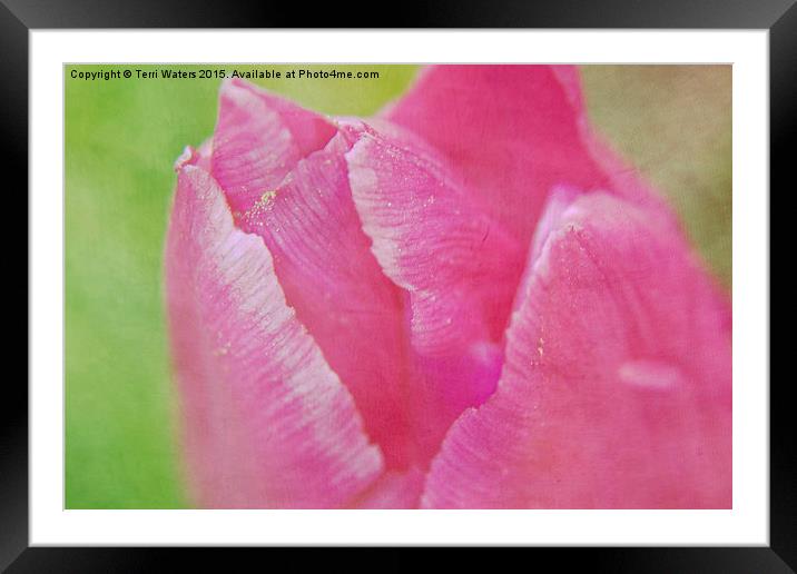  Pink Tulip Textured Framed Mounted Print by Terri Waters