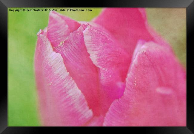  Pink Tulip Textured Framed Print by Terri Waters