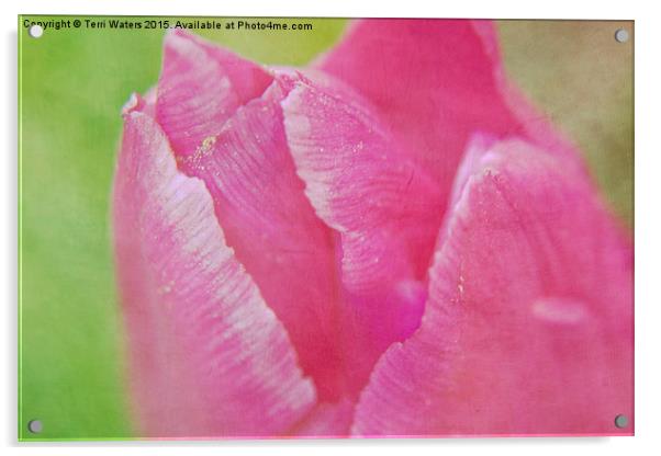  Pink Tulip Textured Acrylic by Terri Waters