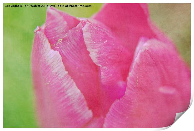  Pink Tulip Textured Print by Terri Waters