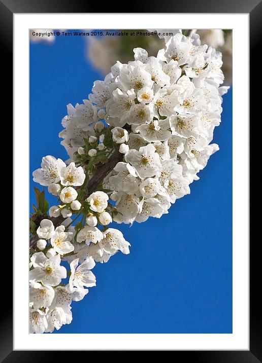  Cherry Blossom Framed Mounted Print by Terri Waters