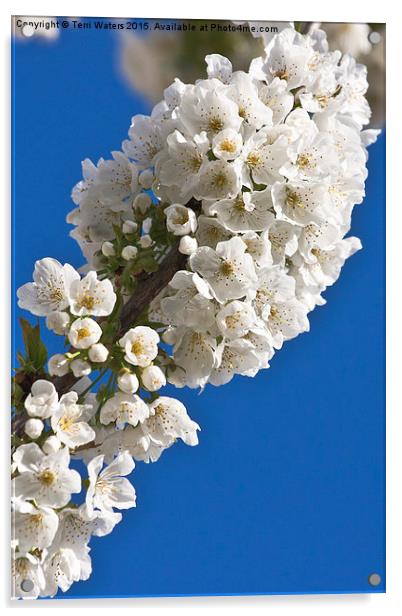  Cherry Blossom Acrylic by Terri Waters