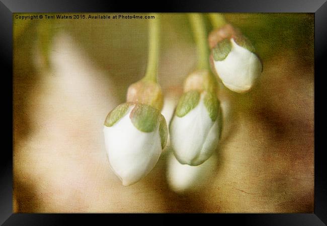  Cherry Blossom Buds Framed Print by Terri Waters