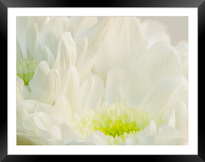 Chrysanthemum  Framed Mounted Print by Clive Eariss