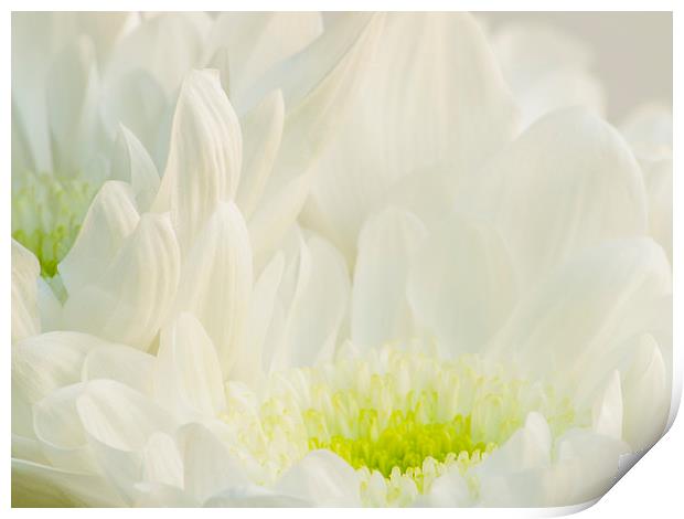 Chrysanthemum  Print by Clive Eariss