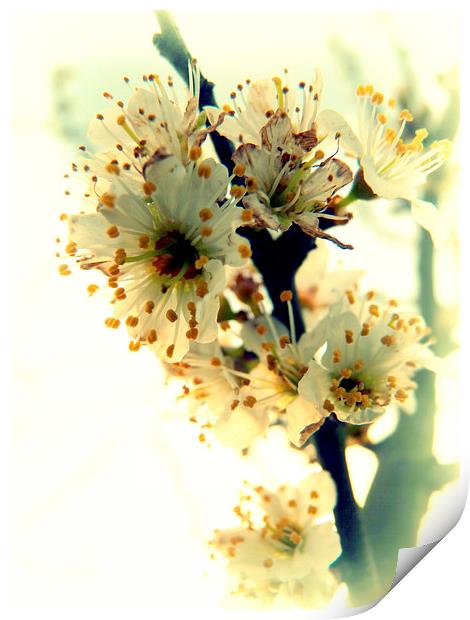  Blossom Print by Kim Slater