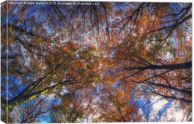  Autumn Tree Canopy Canvas Print by Nigel Bangert