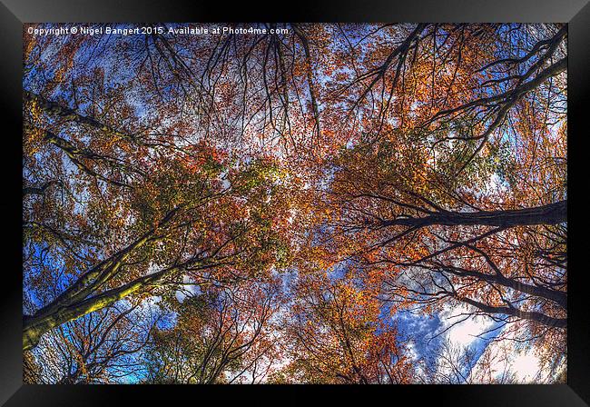  Autumn Tree Canopy Framed Print by Nigel Bangert