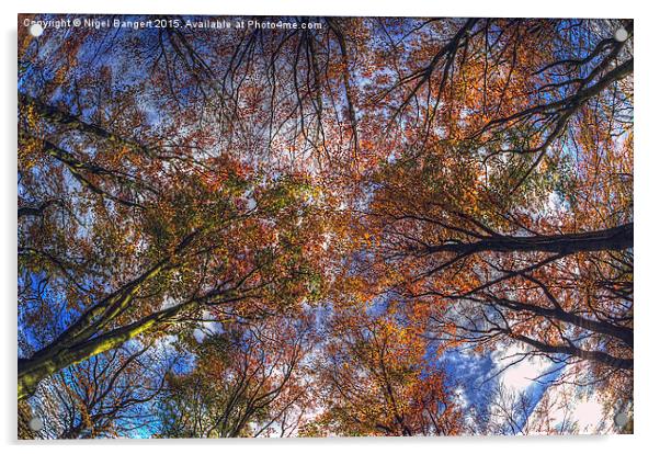  Autumn Tree Canopy Acrylic by Nigel Bangert