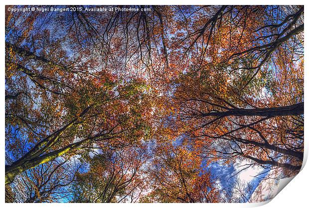  Autumn Tree Canopy Print by Nigel Bangert
