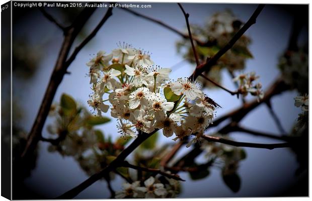  Apple Blossom Time  Canvas Print by Paul Mays