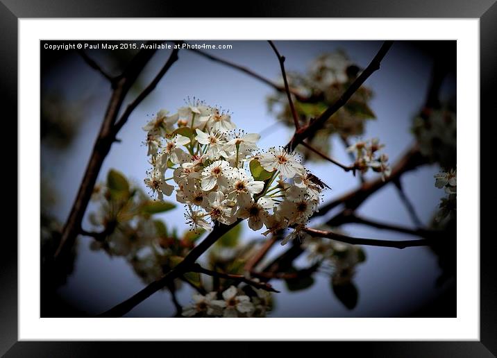  Apple Blossom Time  Framed Mounted Print by Paul Mays