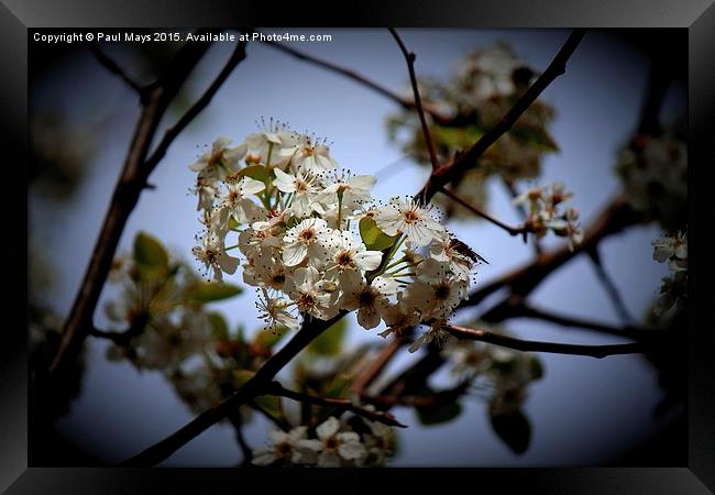  Apple Blossom Time  Framed Print by Paul Mays