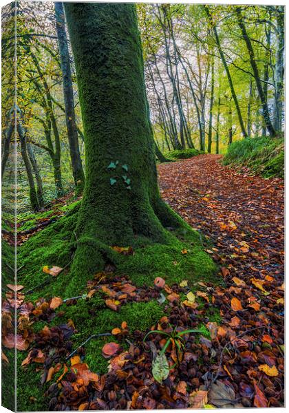 Autumn Forest Walk  Canvas Print by Ian Mitchell