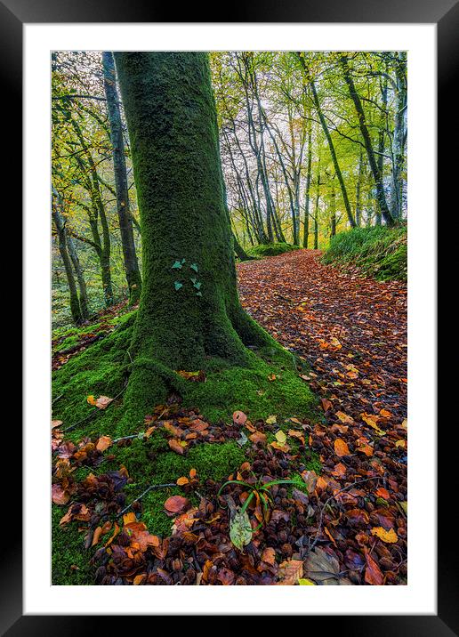 Autumn Forest Walk  Framed Mounted Print by Ian Mitchell