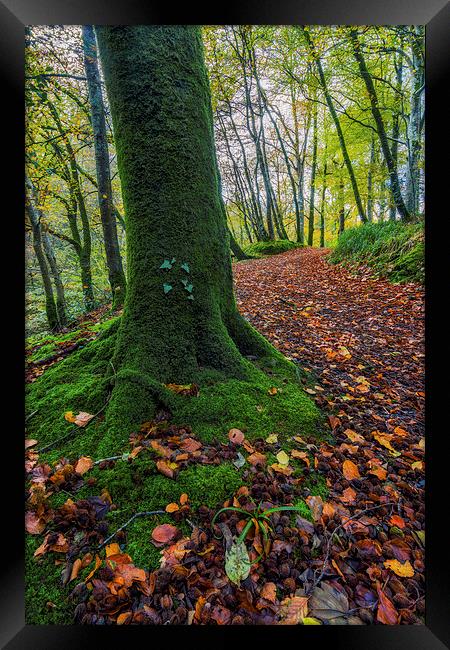 Autumn Forest Walk  Framed Print by Ian Mitchell