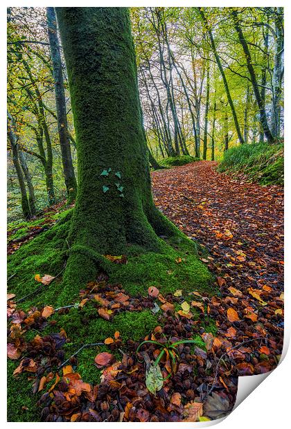 Autumn Forest Walk  Print by Ian Mitchell