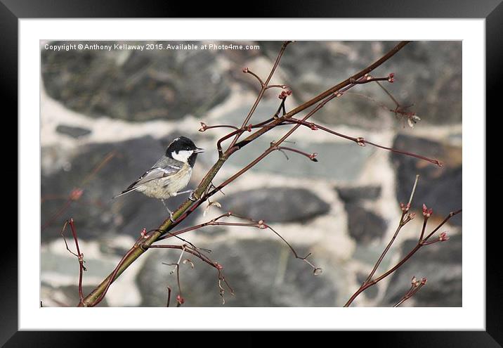  COAL TIT Framed Mounted Print by Anthony Kellaway