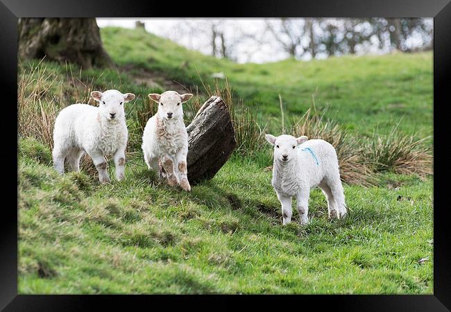Three Little Lambs Framed Print by Steve Purnell