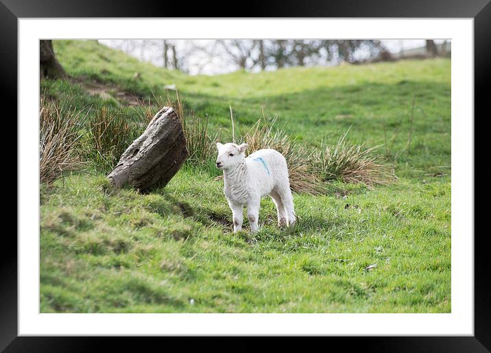 Spring Lamb Framed Mounted Print by Steve Purnell