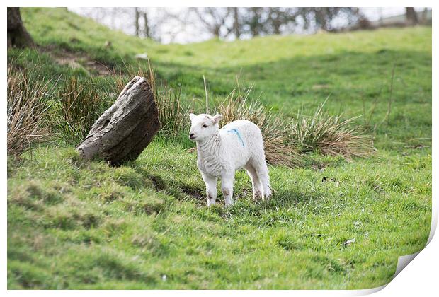 Spring Lamb Print by Steve Purnell