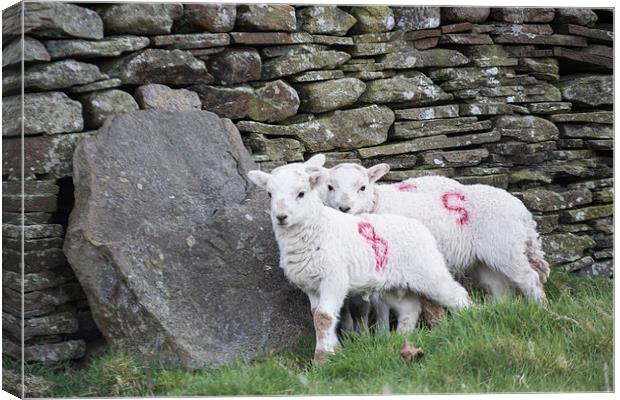 Spring Lambs 1 Canvas Print by Steve Purnell