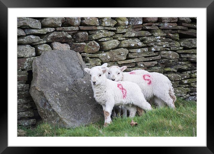 Spring Lambs 1 Framed Mounted Print by Steve Purnell