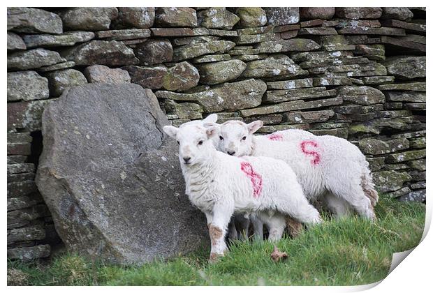 Spring Lambs 1 Print by Steve Purnell