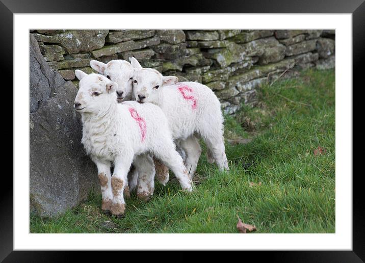 Spring Lambs 2 Framed Mounted Print by Steve Purnell