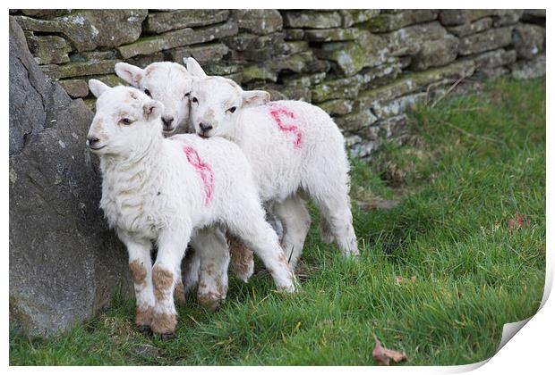 Spring Lambs 2 Print by Steve Purnell