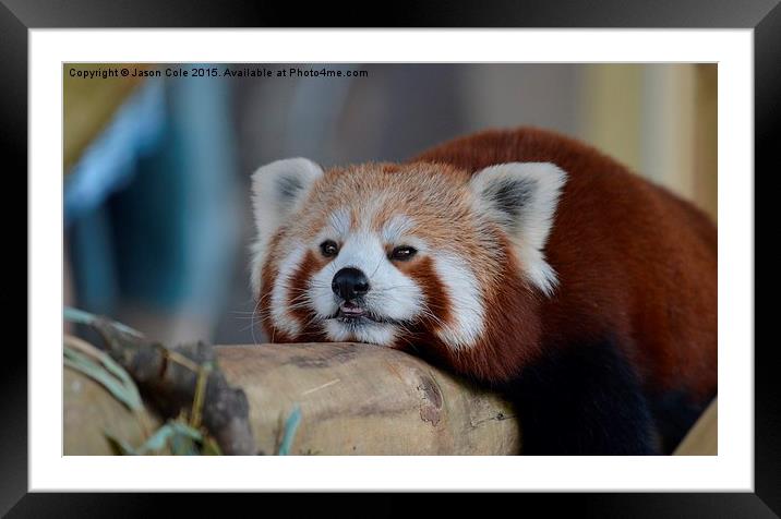   Red Panda Framed Mounted Print by Jason Cole