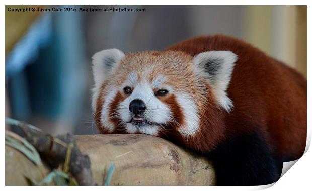   Red Panda Print by Jason Cole