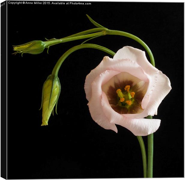  Pink Lisianthus Canvas Print by Anne Miller
