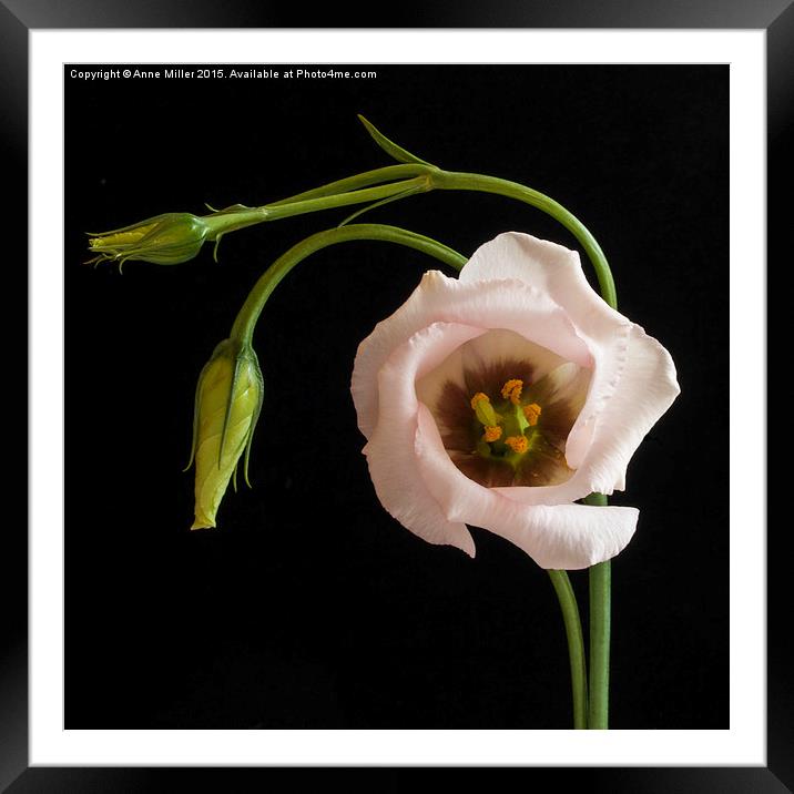  Pink Lisianthus Framed Mounted Print by Anne Miller