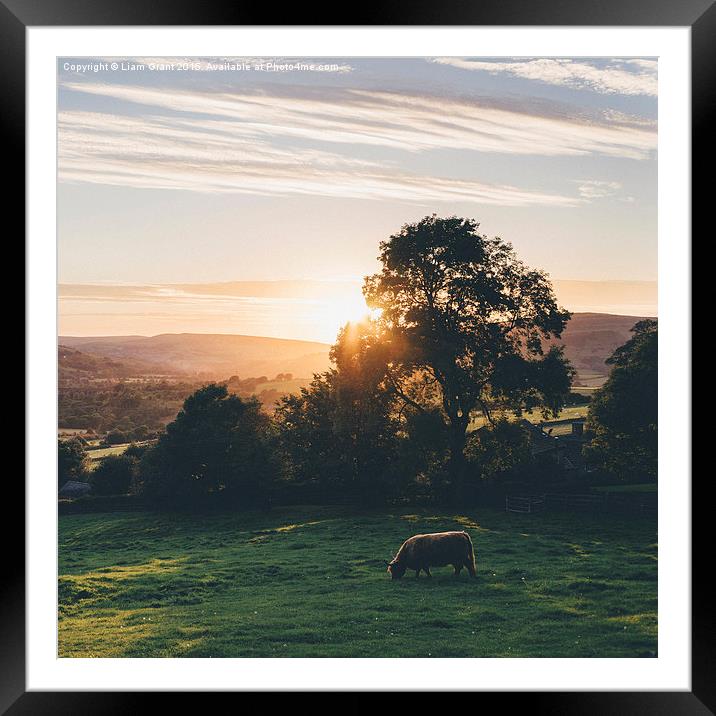 Highland cattle grazing on hillside above Chapel-e Framed Mounted Print by Liam Grant
