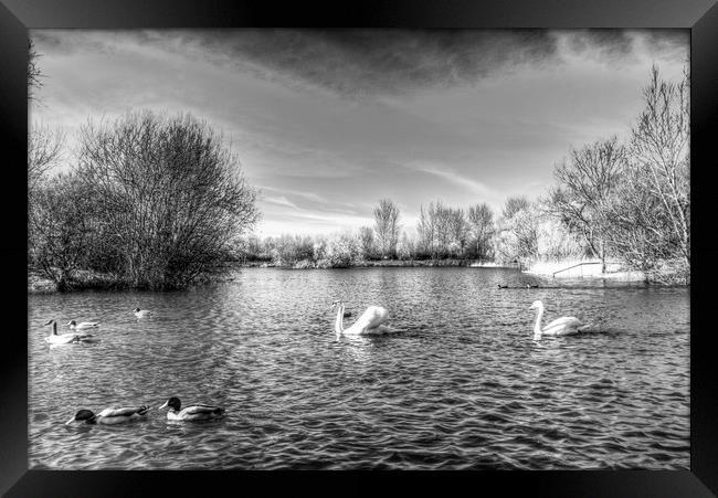 Peaceful Swan Lake Framed Print by David Pyatt