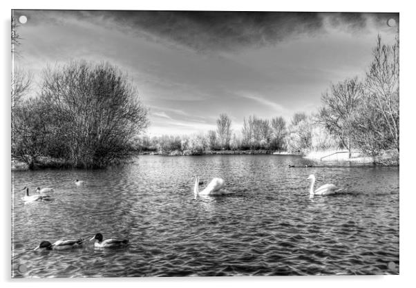 Peaceful Swan Lake Acrylic by David Pyatt
