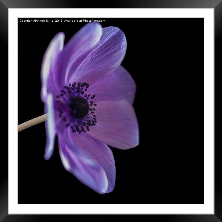  Purple Poppy Side View Framed Mounted Print by Anne Miller