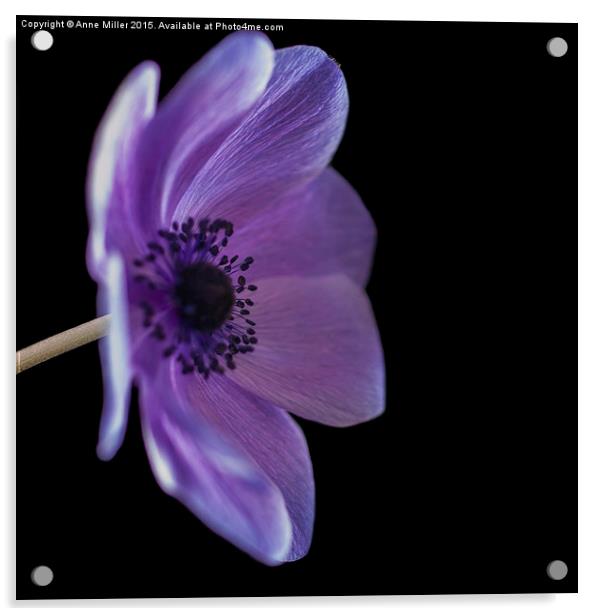  Purple Poppy Side View Acrylic by Anne Miller