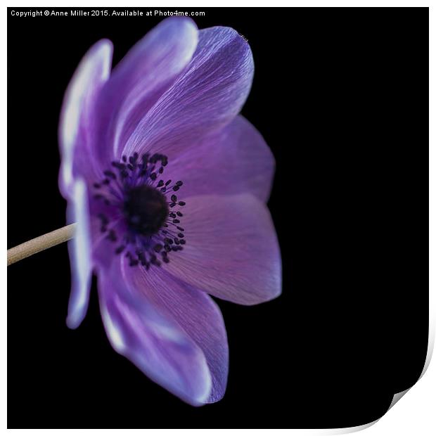  Purple Poppy Side View Print by Anne Miller