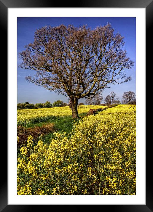 Rapeseed field and Lone Tree  Framed Mounted Print by Darren Galpin