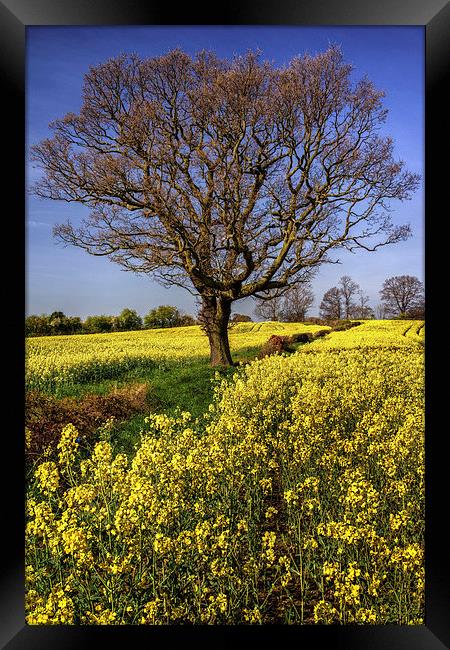 Rapeseed field and Lone Tree  Framed Print by Darren Galpin