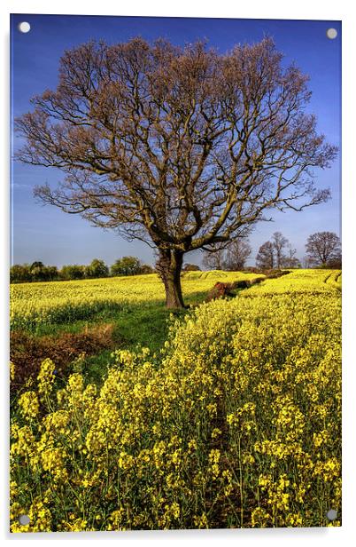 Rapeseed field and Lone Tree  Acrylic by Darren Galpin
