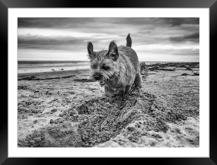 Border Terrier Excavator Framed Mounted Print by Tanya Hall