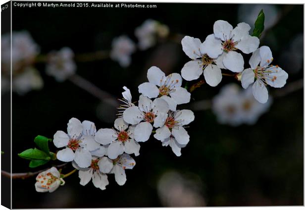  First Blossom of Spring Canvas Print by Martyn Arnold