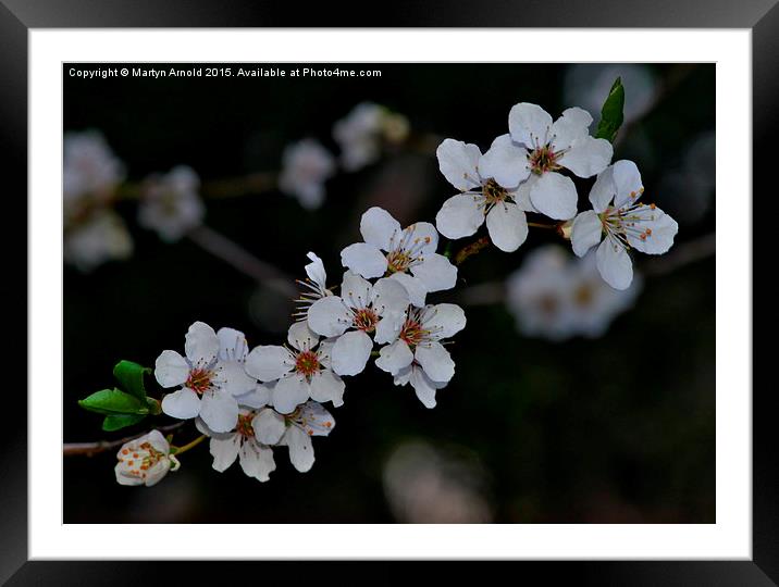  First Blossom of Spring Framed Mounted Print by Martyn Arnold