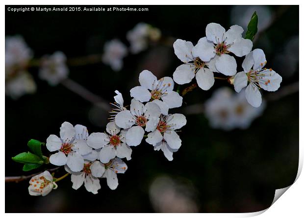  First Blossom of Spring Print by Martyn Arnold