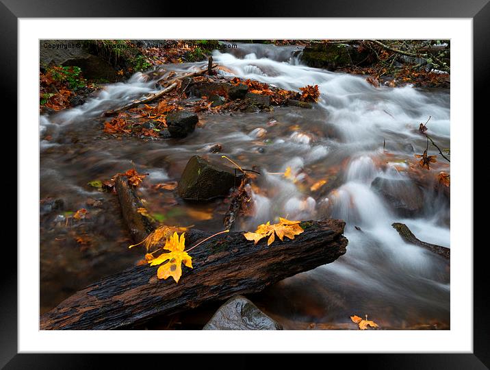 Scattered Gold Framed Mounted Print by Mike Dawson